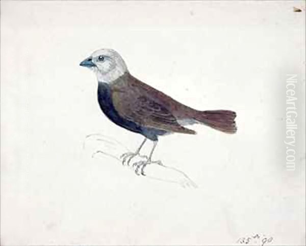 Malacca Crossbeak - view 1