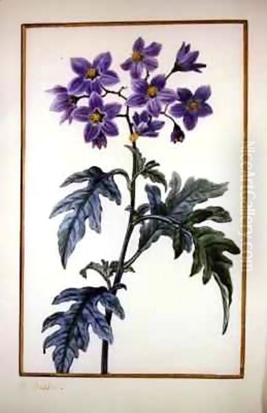 Solanum quercifolium - view 1