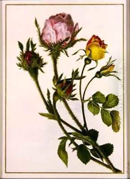 Musk Roses - view 1