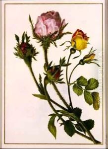 Musk Roses by Pancrace Bessa