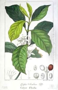Coffea Arabica (Coffee) by Pancrace Bessa