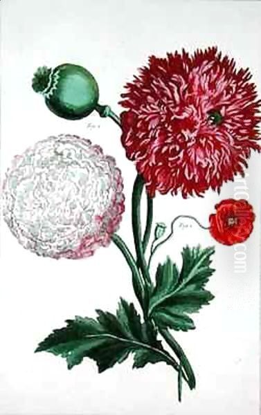Papaver somniferum and Papaver rheas - view 1