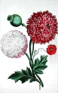 Papaver somniferum and Papaver rheas by Basilius Besler