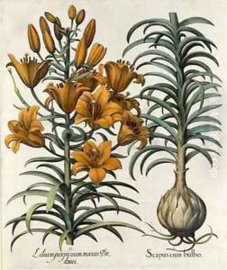 Lilium purpureum mauis Do danei and Scapus cum bulbo