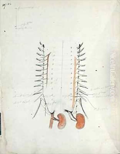 The Kidneys - view 1