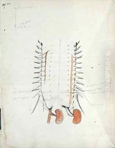 The Kidneys by Claude Bernard