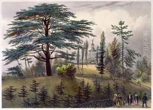 The Cedar of Lebanon and the Labyrinth at the Jardin des Plantes, Paris by Philippe Benoist