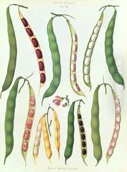 Beans, Tab VII from the 'Album Benary' - view 1