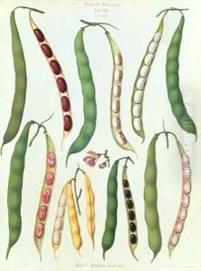 Beans, Tab VII from the 'Album Benary' by Ernst Benary