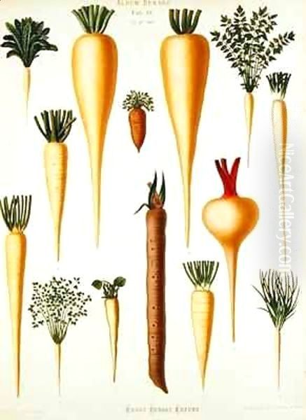 Turnips, Tab XII from the 'Album Benary' - view 1