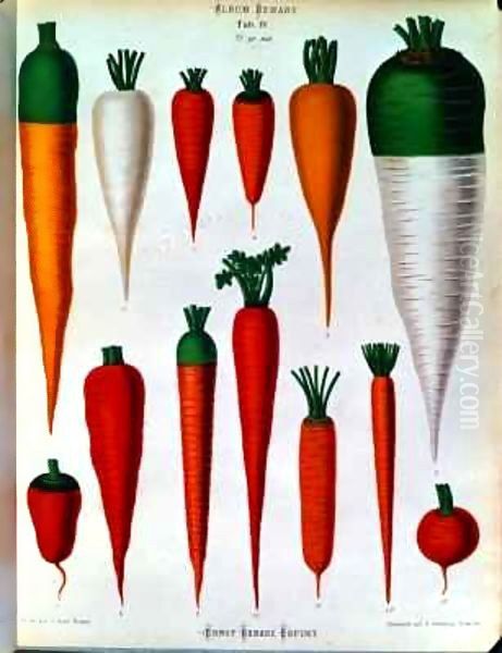 Carrots, Table IV from the 'Album Benary' - view 1