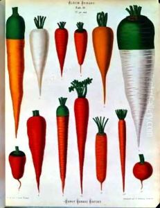 Carrots, Table IV from the 'Album Benary' Carrots, Table IV from the 'Album Benary'