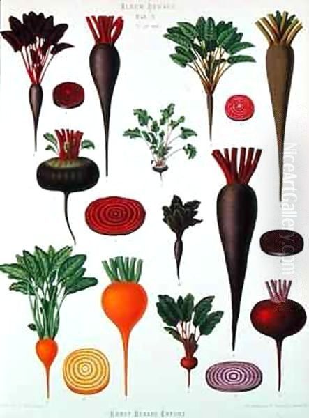 Beetroot, Tab X from the 'Album Benary' - view 1