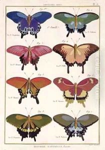 Butterflies from 'Histoire Naturelle des Insectes' by Robert Benard