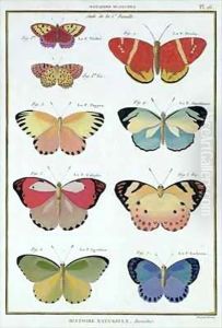 Butterflies from 'Histoire Naturelle des Insectes' 2 by Robert Benard
