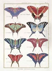 Butterflies from 'Histoire Naturelle des Insectes' 3 by Robert Benard