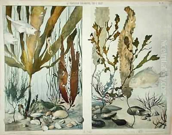 Seaweed, fishes, sea horse, crab and shellfish - view 1