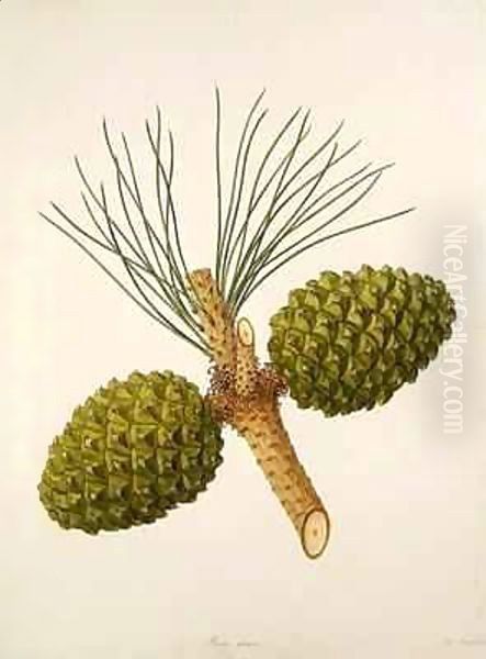 Pinus pinica, c.1790, from a bound volume of watercolours composed for Alymer Bourke Lambert's, 'A Description of the genus Pinus' - view 1