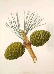 Pinus pinica, c.1790, from a bound volume of watercolours composed for Alymer Bourke Lambert's, 'A Description of the genus Pinus' by Ferdinand Bauer