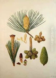 Pinus pinaster, c.1790, from a bound volume of watercolours composed for Alymer Bourke Lambert's, 'A Description of the genus Pinus' by Ferdinand Bauer