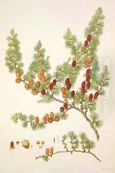 Pinus microcarpa, c.1790, from a bound volume of watercolours composed for Alymer Bourke Lambert's, 'A Description of the genus Pinus' - view 1