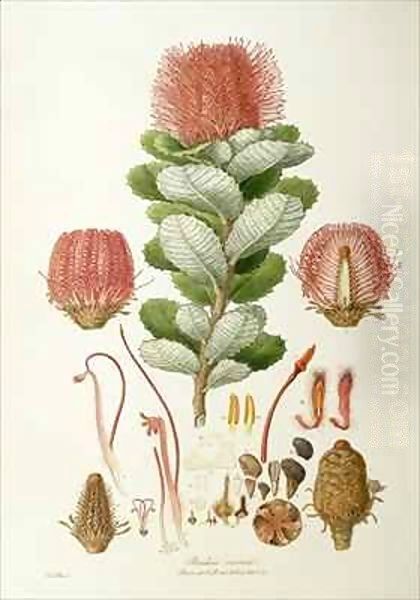 Banksia coccinea, from 'Illustrationes Florae Novaie Hollandiae' - view 1