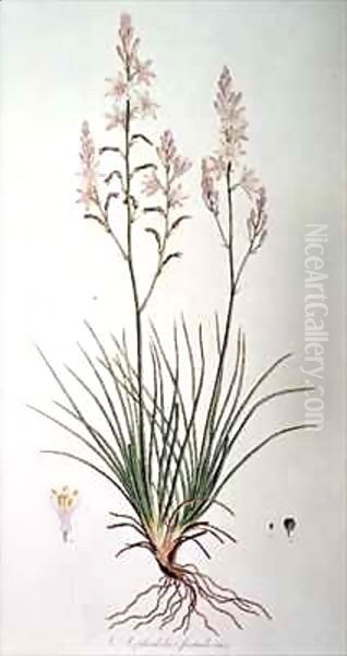 Asphodelus Fistulosus, from 'Flora Graeca Sibthorpiana' - view 1