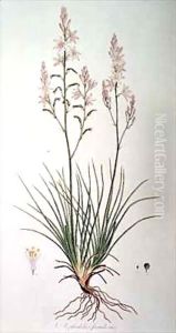 Asphodelus Fistulosus, from 'Flora Graeca Sibthorpiana' by Ferdinand Bauer