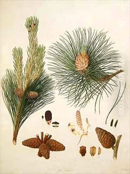 Pinus resinosa, c.1790, from a bound volume of watercolours composed for Alymer Bourke Lambert's, 'A Description of the genus Pinus' - view 1