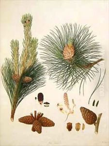 Pinus resinosa, c.1790, from a bound volume of watercolours composed for Alymer Bourke Lambert's, 'A Description of the genus Pinus' by Ferdinand Bauer