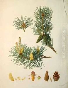 Pinus sylvestris, c.1790, from a bound volume of watercolours composed for Alymer Bourke Lambert's, 'A Description of the genus Pinus' by Ferdinand Bauer