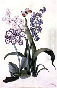 Semi-Double White and Blue Hyacinths with Hybrid Auricula and an Orange-Tip Butterfly by J. Battie