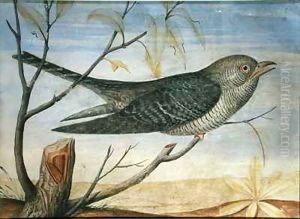 A Cuckoo perched on a Branch A Cuckoo perched on a Branch