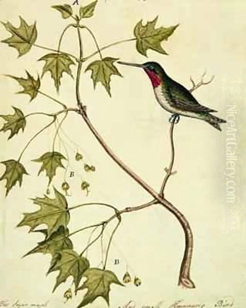 The Sugar Maple with a Humming Bird - view 1