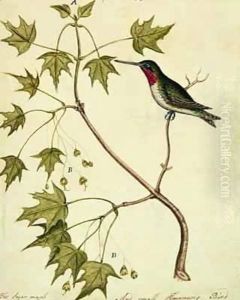 The Sugar Maple with a Humming Bird by William Bartram