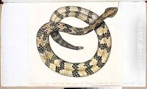 The Rattle Snake by William Bartram