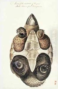The underside of the great mud tortoise of Pennsylvania by William Bartram