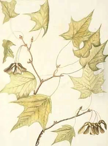 Sugar Maple with ripe seeds - view 1