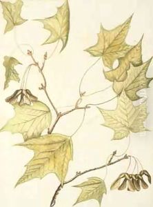 Sugar Maple with ripe seeds by William Bartram