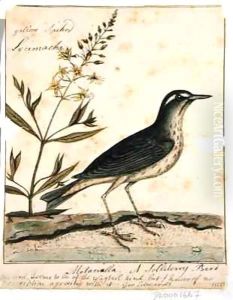 Motacilla by William Bartram