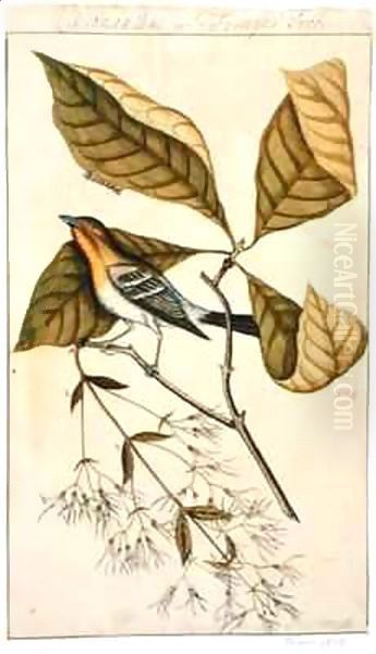 Chionanthus or Fringe Tree - view 1