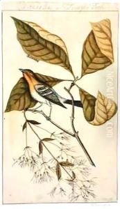 Chionanthus or Fringe Tree by William Bartram