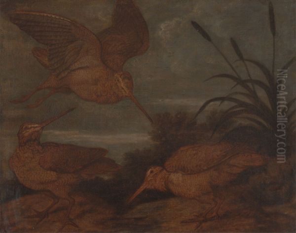 Woodcock at Dusk - view 1