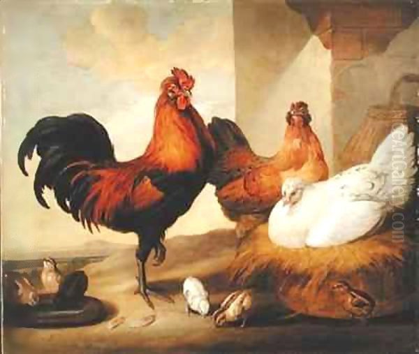 Domestic Cock, Hens and Chicks - view 1