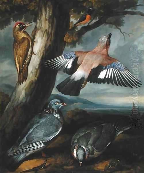 Jay, Green Woodpecker, Pigeons and Redstart - view 1