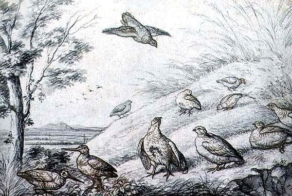Partridges and Snipe - view 1