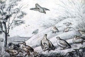 Partridges and Snipe by Francis Barlow