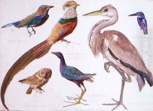 Studies of Birds from the Bootle Museum, Liverpool by Florence Emily Bark