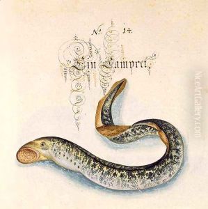 Sea Lamprey by Leonhard Baldner