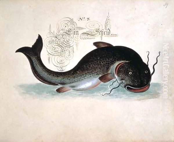 Catfish - view 1
